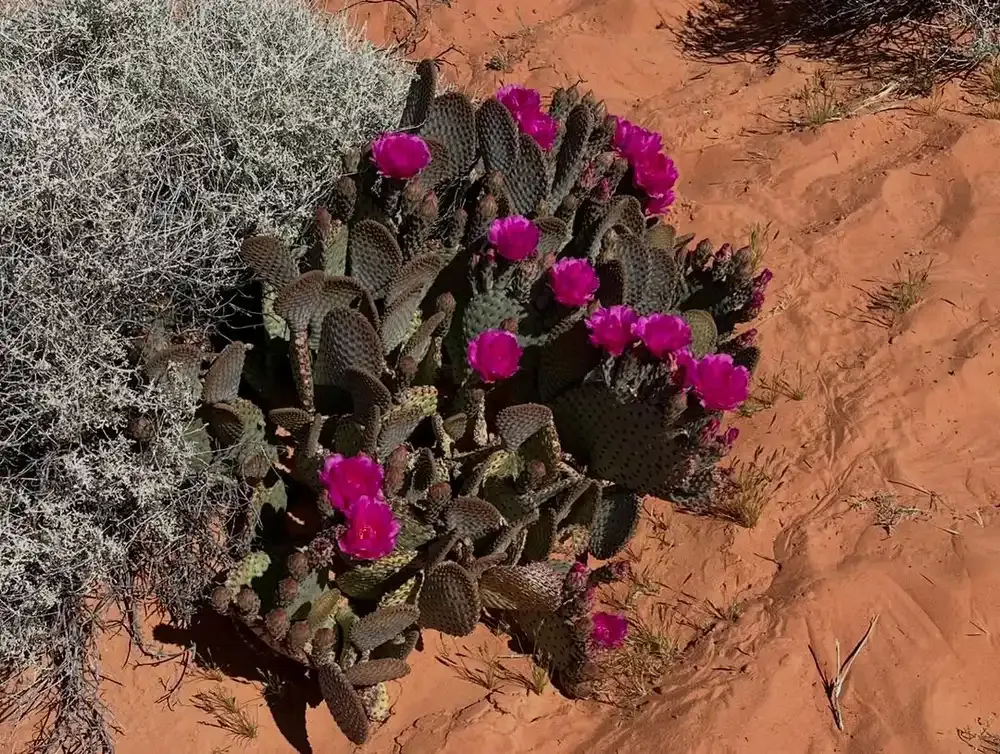 Beavertail cactus in magenta flower on red sand in spring, the best time to visit Valley of Fire State Park, Nevada