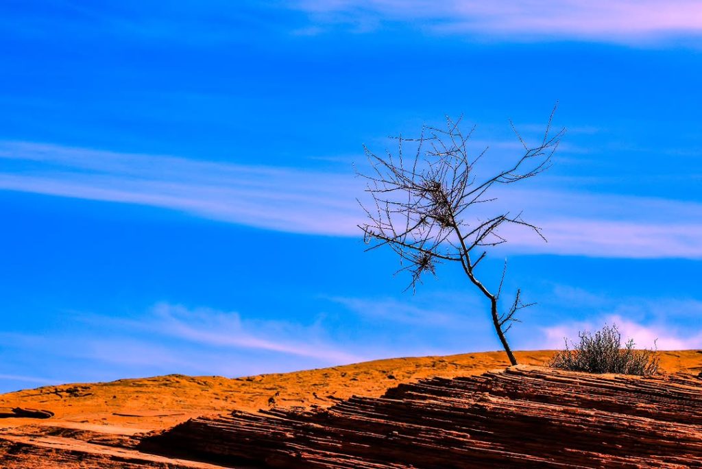 Valley of Fire State Park dead tree silhouette against vivid blue sky on red desert dunes